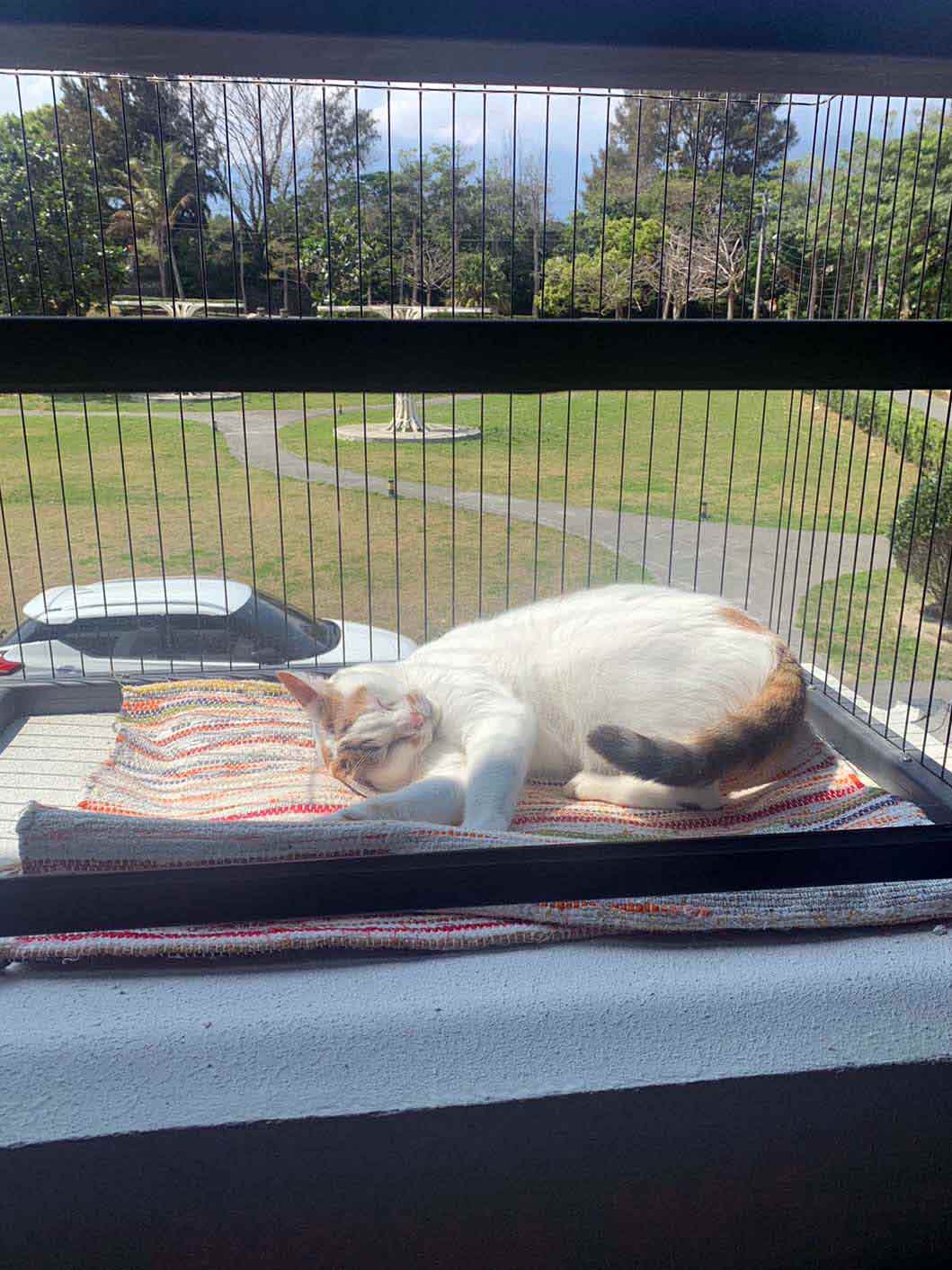 寵物防護網陽台可以裝嗎？陽台寵物貓、狗防墜方法3分鐘教你會！