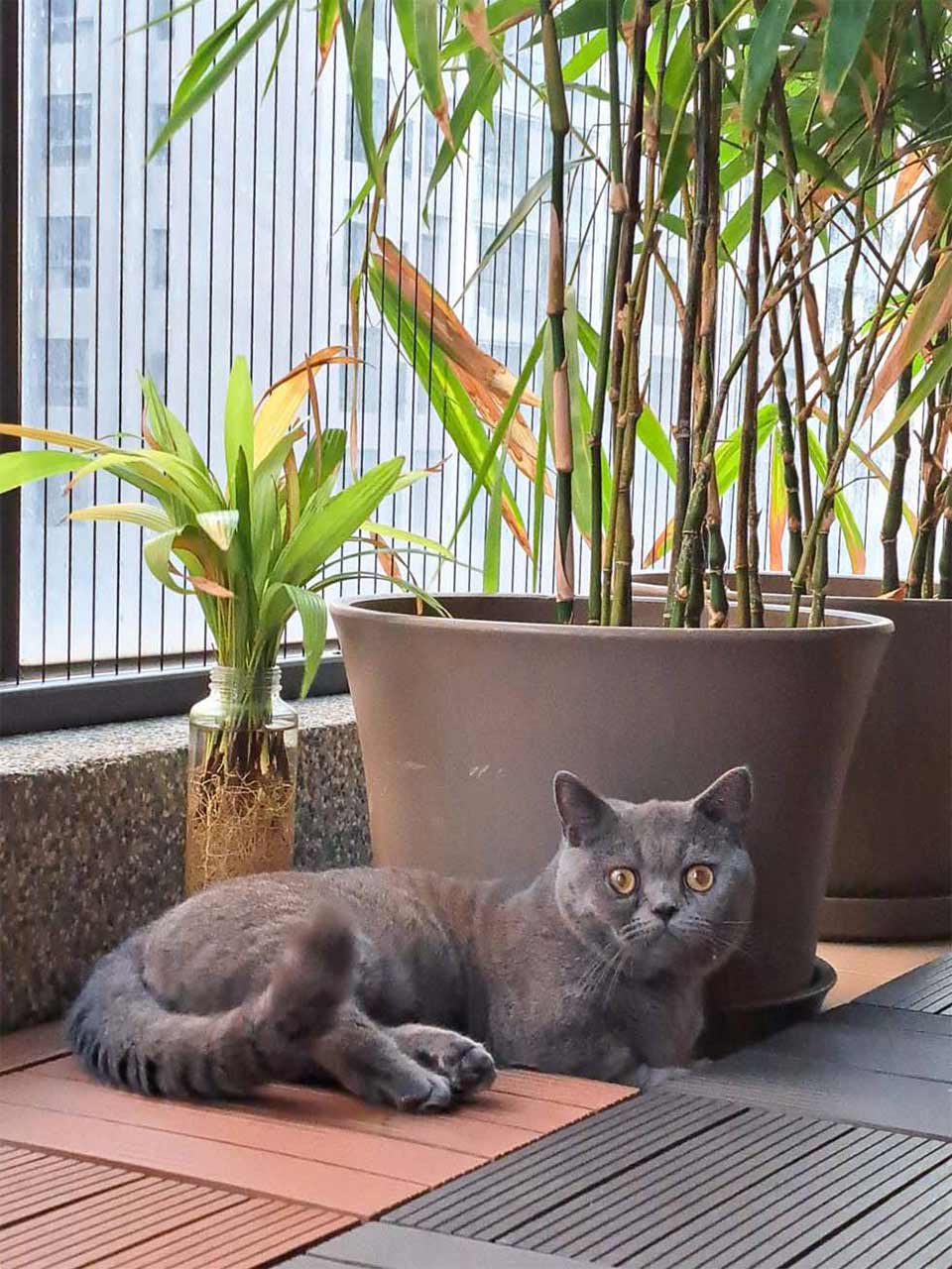 開放式陽台養貓如何防墜?養貓陽台防墜不想封窗就選隱形鐵窗!